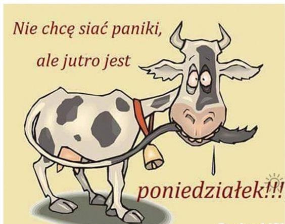Krowa sieje panikę